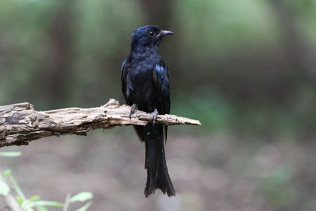 Asian Drongo Cuckoo 